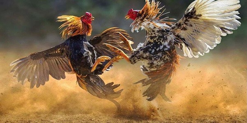 Kinh nghiệm và mẹo cá cược tại nhà cái đá gà 999Bet